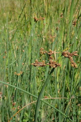 Schoenoplectus lacustris