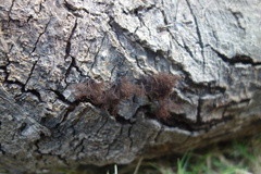 Stemonitis