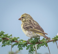 Crithagra dorsostriata