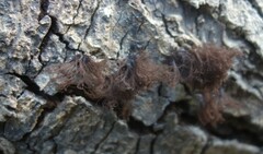 Stemonitis