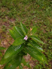 Hygrophila costata