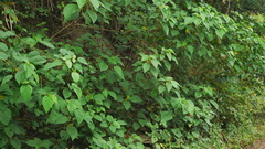Acalypha angatensis