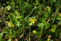 Halerpestes sarmentosa