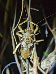 Enyaliopsis