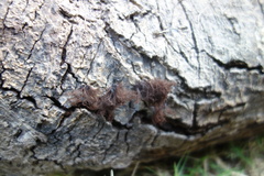 Stemonitis