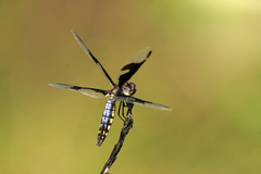Palpopleura portia