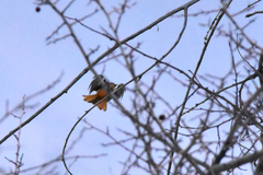 Phoenicurus erythronotus