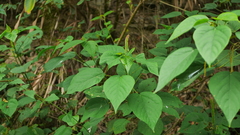 Acalypha angatensis