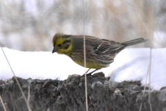 Emberiza citrinella × leucocephalos