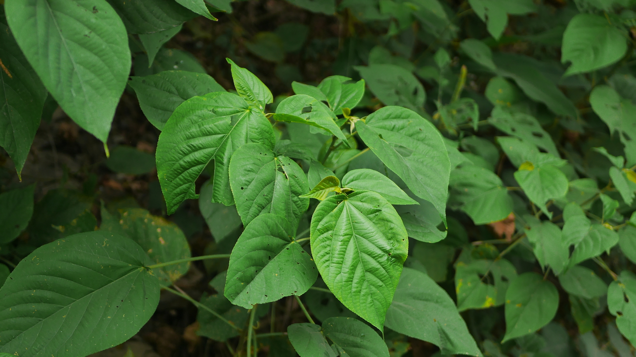 Acalypha L.