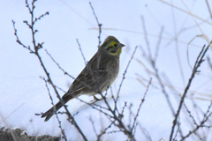 Emberiza citrinella × leucocephalos