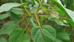 Acalypha angatensis