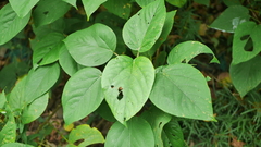 Acalypha angatensis
