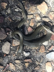 Serpentes