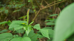 Acalypha angatensis