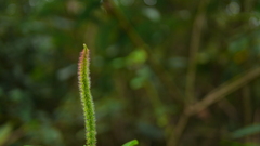 Acalypha angatensis