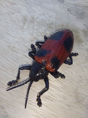 Coraliomela quadrimaculata