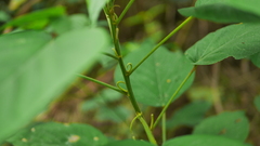 Acalypha angatensis