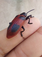 Coraliomela quadrimaculata