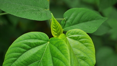 Acalypha angatensis