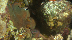 Octopus briareus