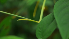 Acalypha angatensis