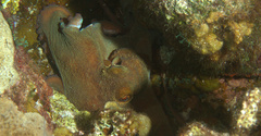 Octopus briareus