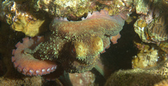 Octopus briareus