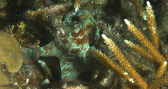Octopus briareus