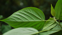Acalypha angatensis