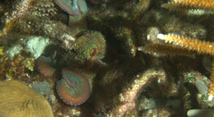 Octopus briareus