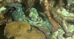 Octopus briareus