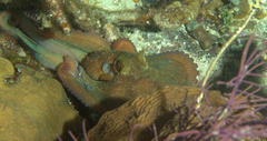Octopus briareus