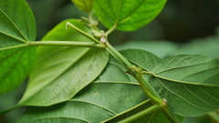 Acalypha angatensis