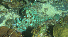Octopus briareus