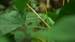 Acalypha angatensis