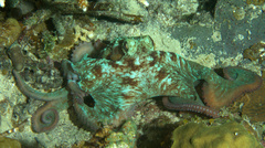 Octopus briareus