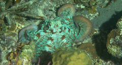 Octopus briareus