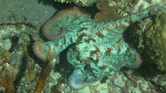 Octopus briareus