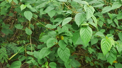 Acalypha angatensis