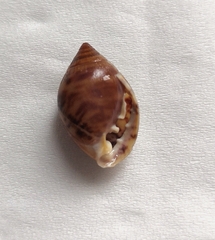 Pythia