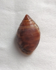 Pythia