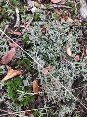 Cladonia furcata