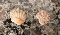 Plicatula gibbosa