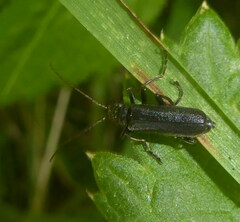 Cantharis tristis