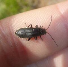 Cantharis tristis