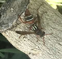 Polistes marginalis