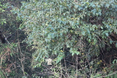 Ligustrum robustum perrottetii