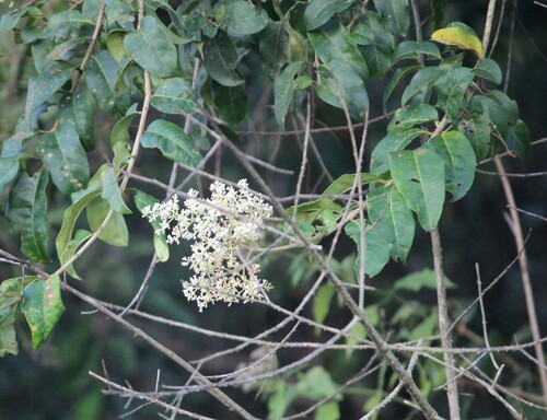 Image of Ligustrum robustum by (c) Ashwin Srinivasan, some rights reserved (CC BY)