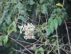 Ligustrum robustum perrottetii